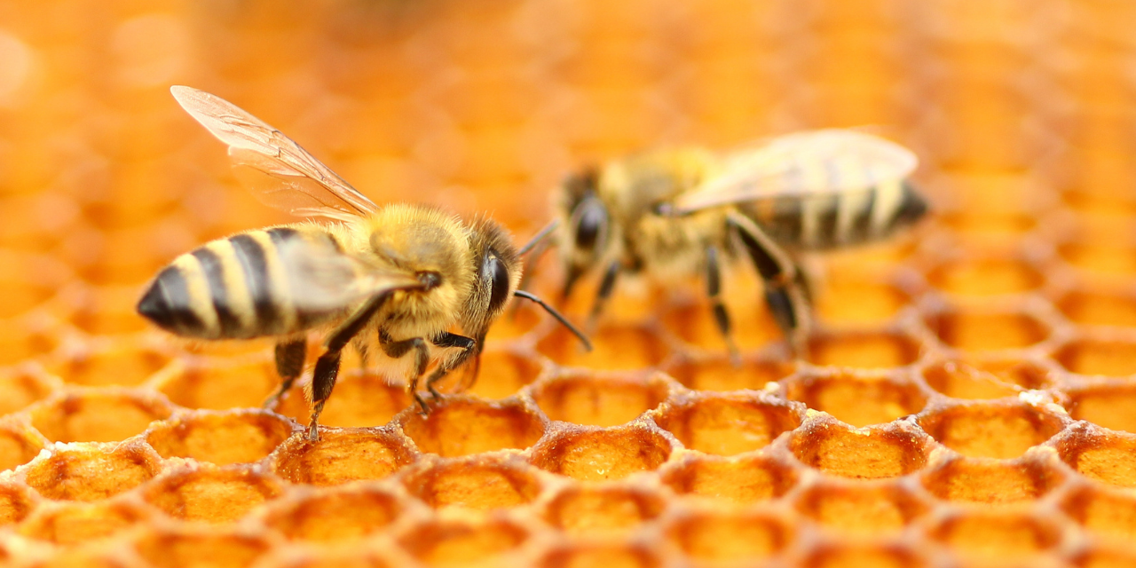 MDD : Partenariat entre Coopérative U Enseigne et Famille Michaud Apiculteurs